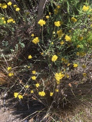 Helichrysum dasyanthum