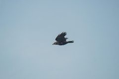 Corvus corone