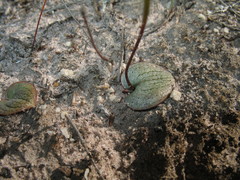 Drakaea gracilis