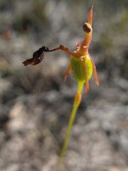 Drakaea gracilis