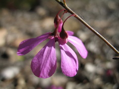 Tetratheca pubescens