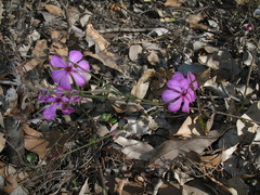 Tetratheca pubescens