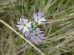 Primula incana