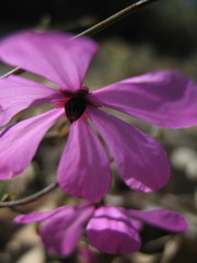 Tetratheca pubescens