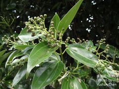Cinnamomum kotoense