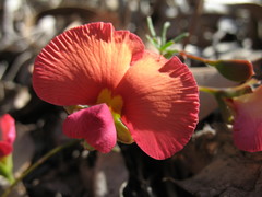 Gompholobium polymorphum