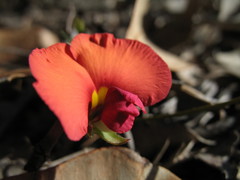 Gompholobium polymorphum
