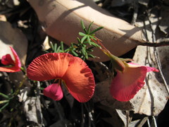 Gompholobium polymorphum