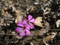 Tetratheca pubescens