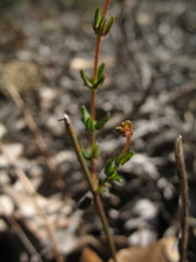 Tetratheca pubescens