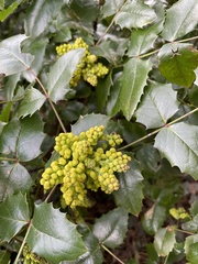 Berberis aquifolium