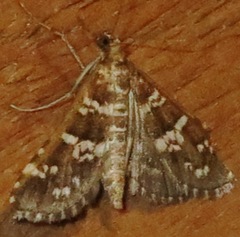 Samea druchachalis