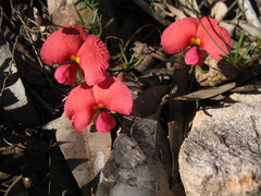Gompholobium polymorphum