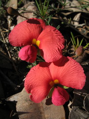 Gompholobium polymorphum