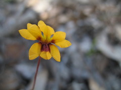Goodenia trinervis