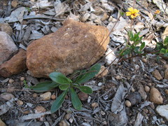 Goodenia trinervis