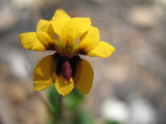 Goodenia trinervis