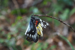 Delias pasithoe