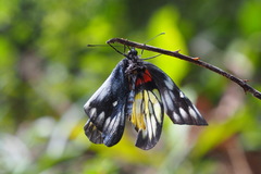 Delias pasithoe