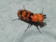 Cissites maculata