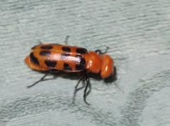 Cissites maculata