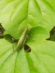 Austrosalomona destructor