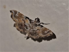 Parapoynx polydectalis