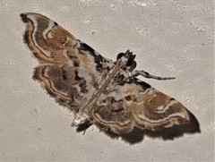 Parapoynx polydectalis