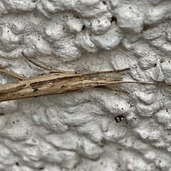 Ypsolopha mucronella