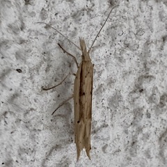 Ypsolopha mucronella