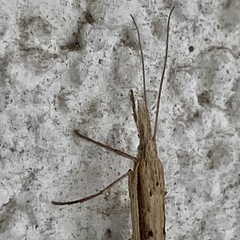 Ypsolopha mucronella
