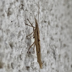 Ypsolopha mucronella