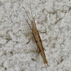 Ypsolopha mucronella