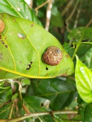 Rhynchotrochus macgillivrayi