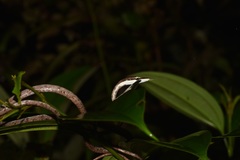Oxybelis rutherfordi