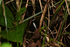 Oxybelis rutherfordi