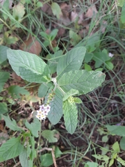 Heliotropium leiocarpum