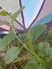 Heliotropium leiocarpum