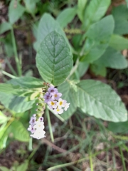 Heliotropium leiocarpum