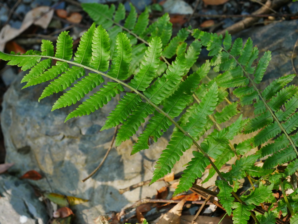 Christella papilio (Christella papilio)