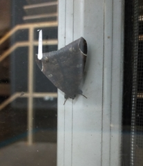 Bastilla serratilinea