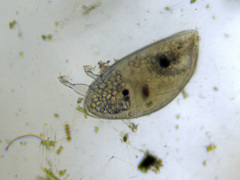 Austrominius modestus