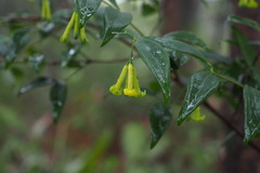 Wikstroemia nutans