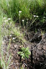 Alepidea delicatula