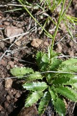 Alepidea delicatula