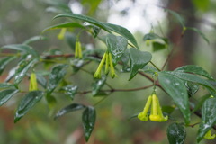 Wikstroemia nutans