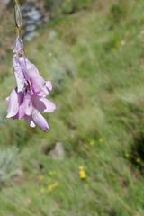 Dierama robustum