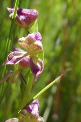 Disperis stenoplectron