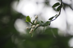 Psychotria serpens