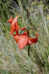 Gladiolus saundersii